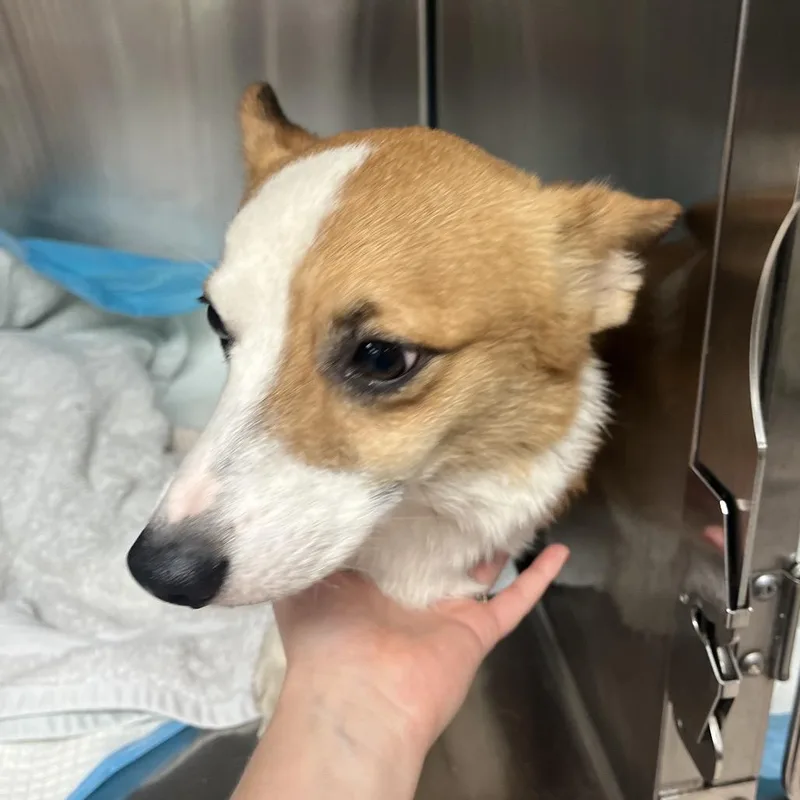 Corgi
