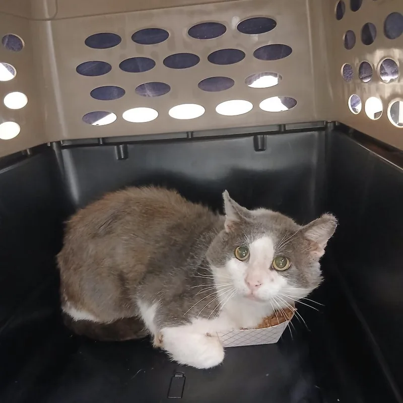 An adult small-sized male Gray / Blue / Silver Domestic Short Hair cat named Andre the Giant for adoption in Chattanooga, TN