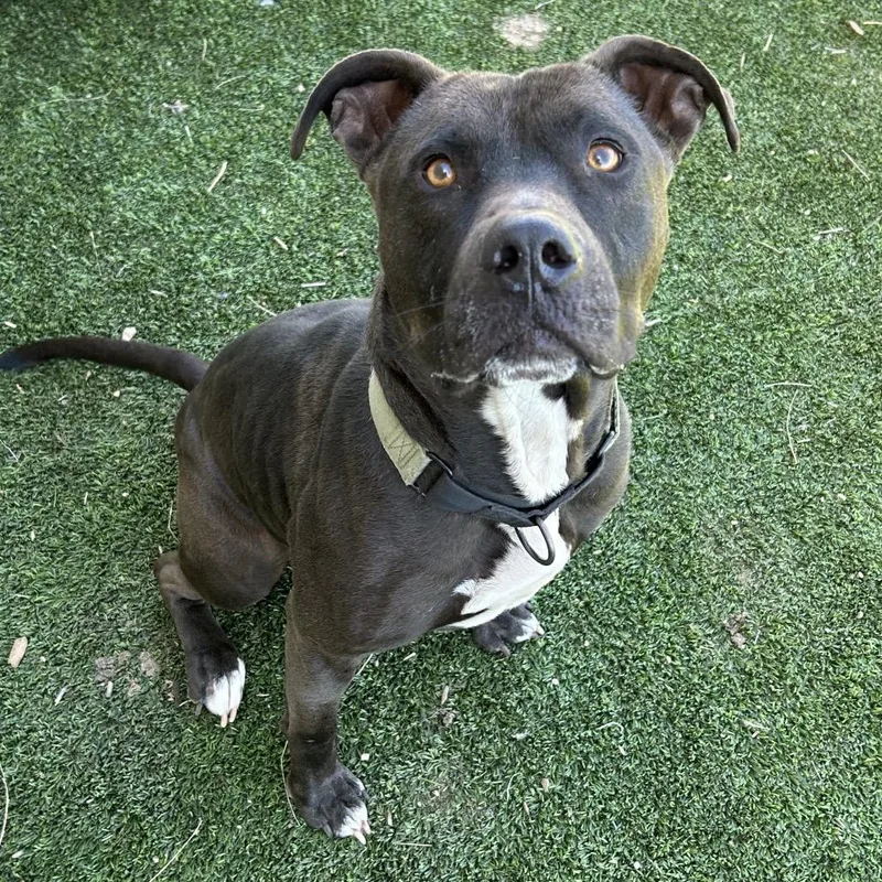 An adult medium-sized male Gray / Blue / Silver Pit Bull Terrier dog named Crutch for adoption in Flagstaff, AZ
