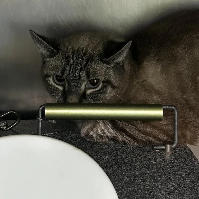 A young medium-sized female Siamese cat named Chai Latte for adoption in Newark, NJ