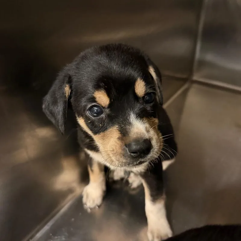 A baby small-sized male Black Mixed Breed dog named Enzo for adoption in Chattanooga, TN