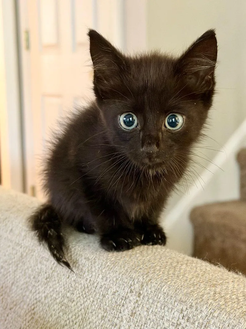 A baby small-sized male Domestic Medium Hair cat named Joey for adoption in Raleigh, NC