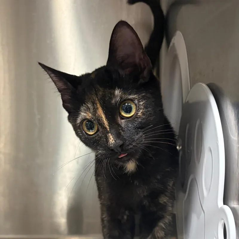 A baby small-sized female Domestic Short Hair cat named Binny for adoption in Cumming, GA