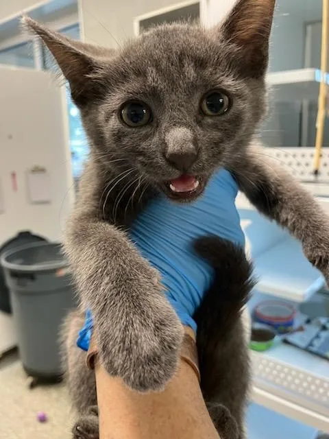 A baby small-sized male Domestic Short Hair cat named Franz for adoption in Mustang, OK