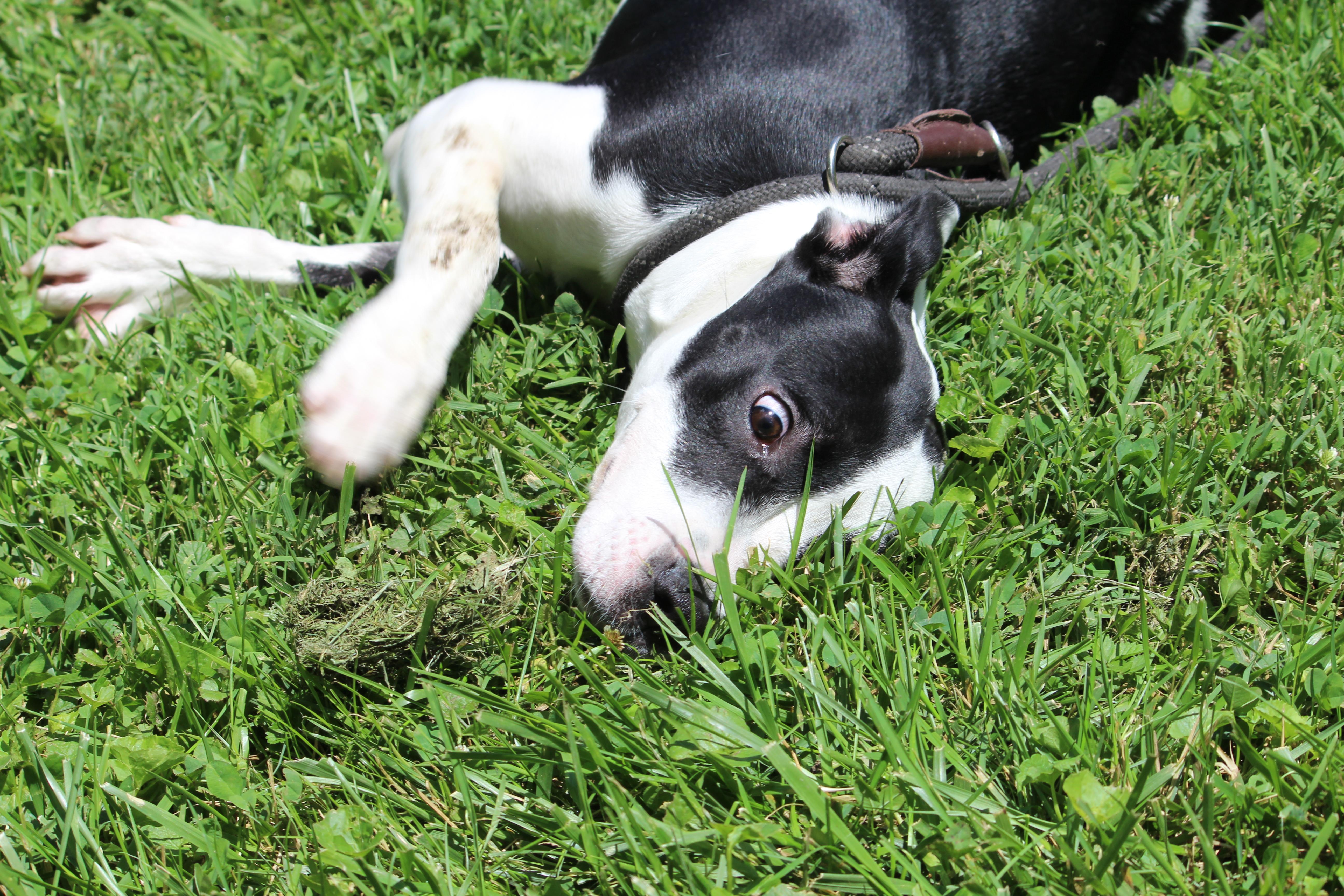 A young medium-sized male Black Mixed Breed dog named Porthos for adoption in Brazil, IN