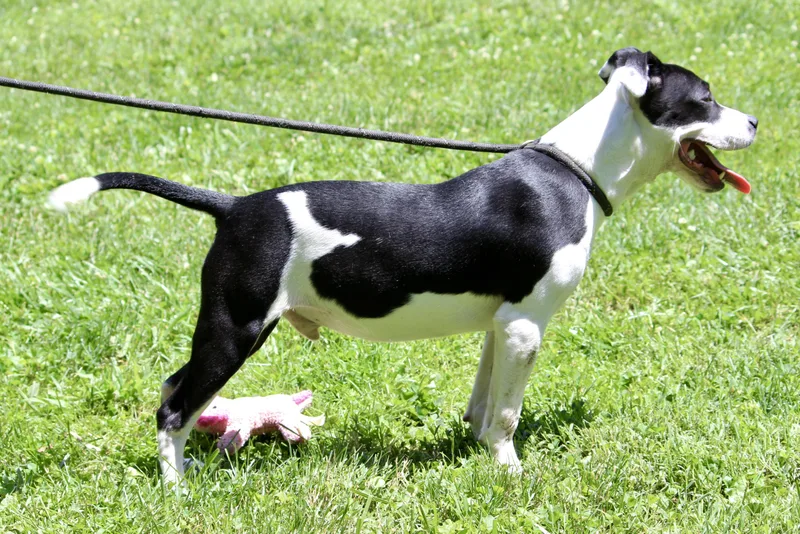 Porthos thumbnail 3