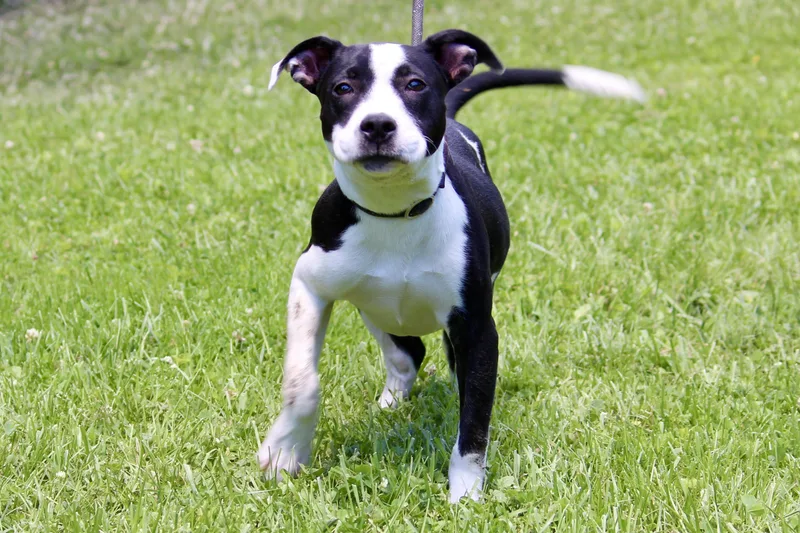 Porthos thumbnail 5