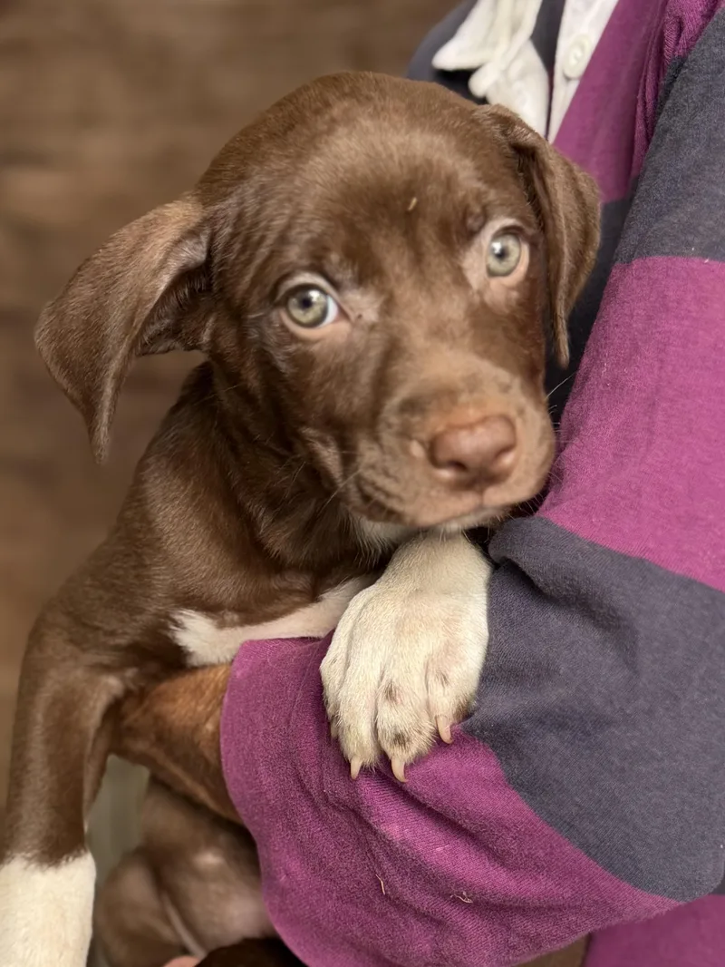 Red Pups Male