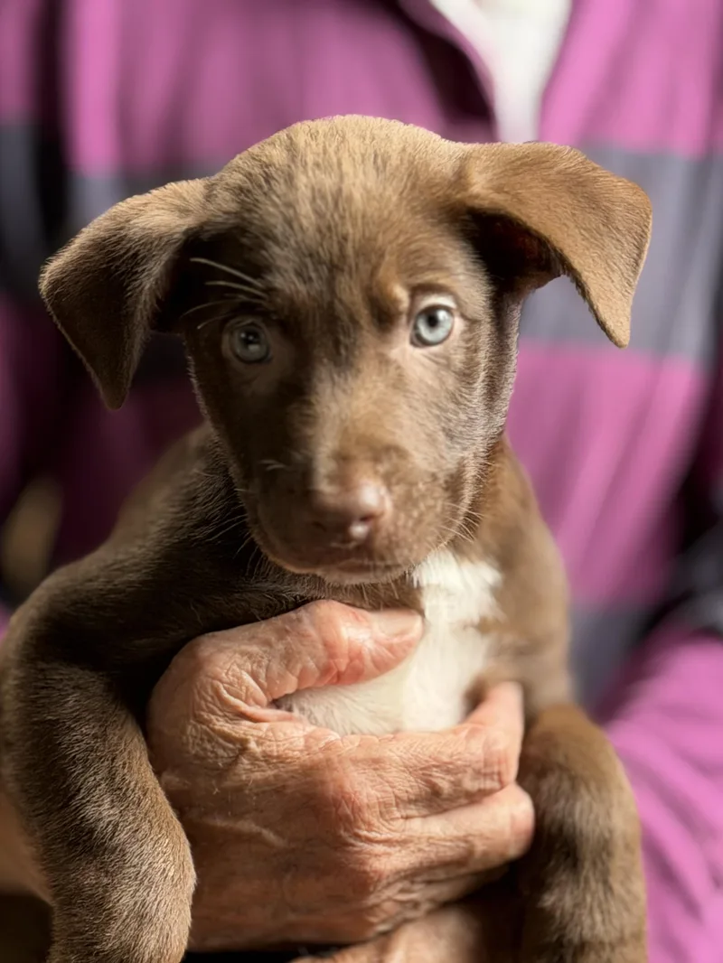 Red Pups  Male thumbnail 2