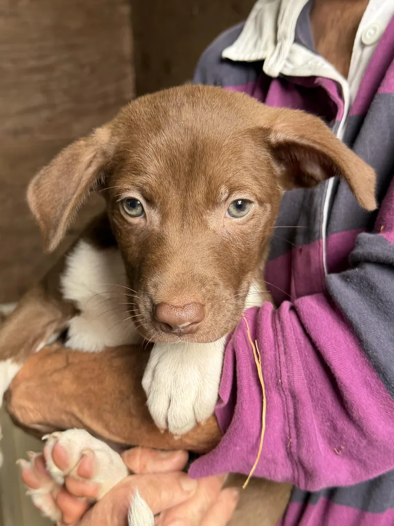 Red Pups  Male thumbnail 4