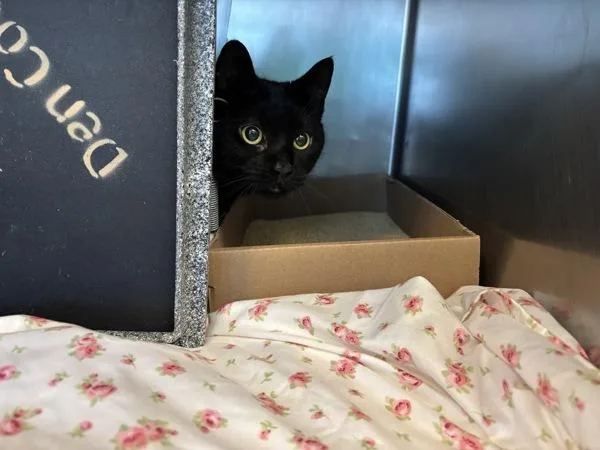 An adult medium-sized female Domestic Short Hair cat named Boo for adoption in New York, NY