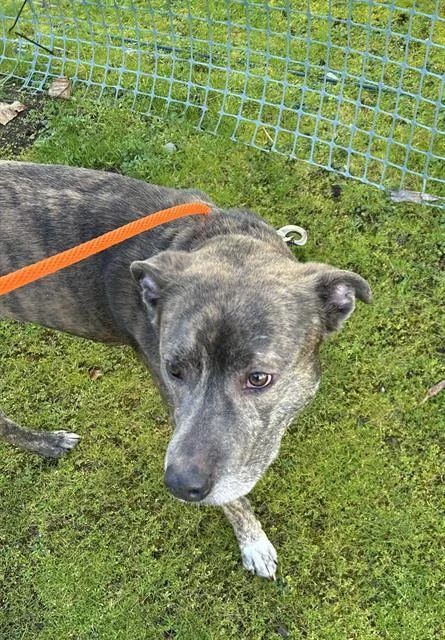 A young medium-sized male Pit Bull Terrier dog named Nile for adoption in Kent, WA