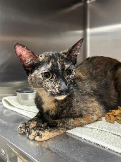 An adult small-sized female Domestic Short Hair cat named Ming for adoption in Savannah, GA