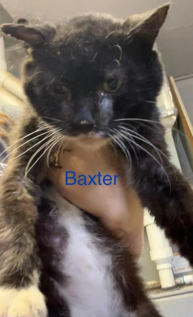 Baxter