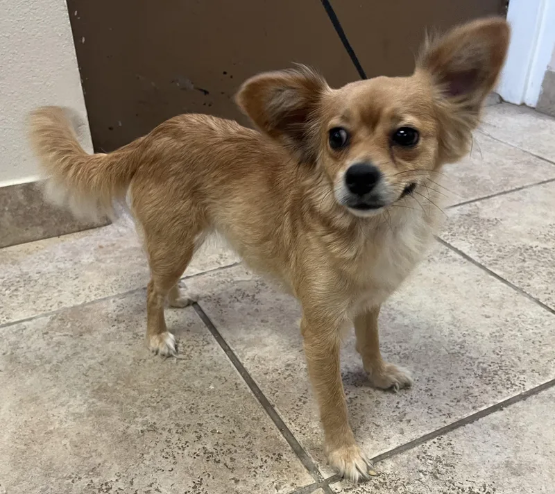 A young small-sized female Chihuahua dog named Winnie for adoption in Elkhorn, WI