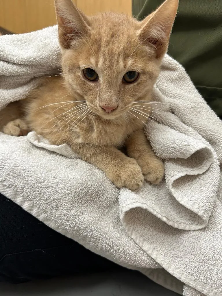 A baby medium-sized male Domestic Short Hair cat named Moat for adoption in Hartsville, SC