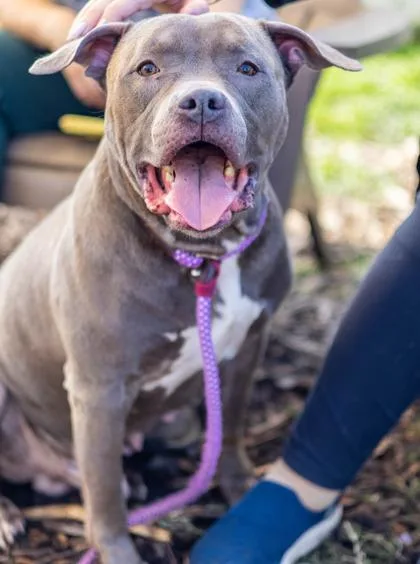 An adult large-sized male Mixed Breed dog named Larkin for adoption in Chamblee, GA