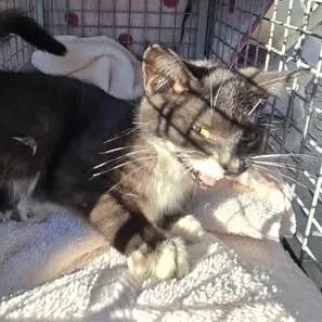 Bagheera thumbnail 2