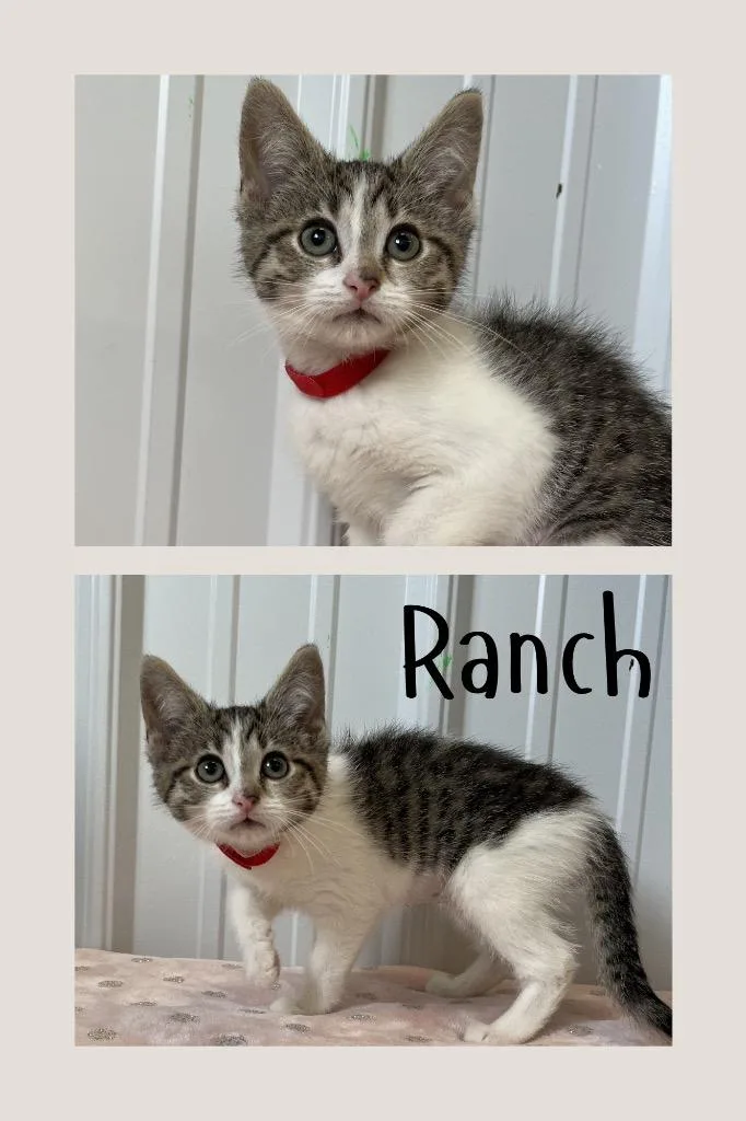 A baby medium-sized female Domestic Short Hair cat named Ranch for adoption in Pierceton, IN