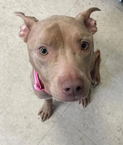 An adult medium-sized female Mixed Breed dog named Lala for adoption in West Chester, PA