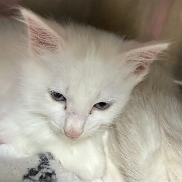 A baby small-sized male Domestic Medium Hair cat named Ivory for adoption in Alameda, CA