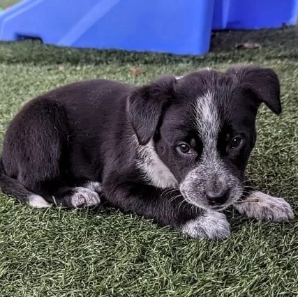 A baby medium-sized male Black Boxer dog named Bear for adoption in Morganton, NC