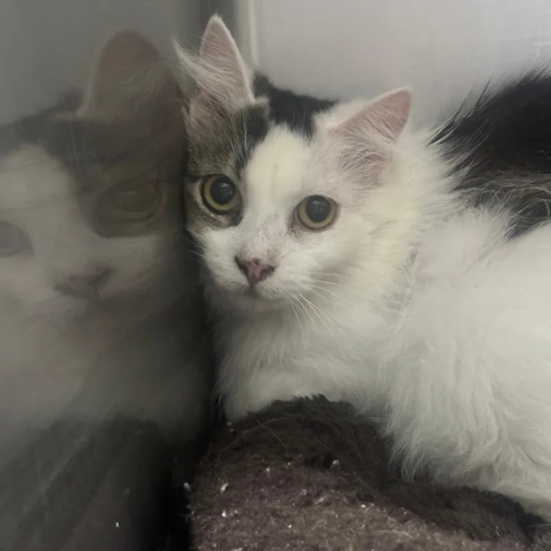 An adult small-sized female White Turkish Angora cat named Peggy for adoption in Casa Grande, AZ
