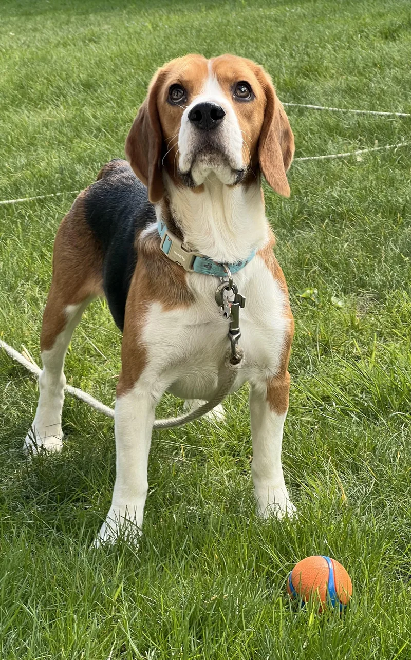A young medium-sized male Beagle dog named Sterling for adoption in Eau Claire, WI