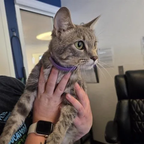 A young medium-sized female Brown / Chocolate Domestic Short Hair cat named Polly Magoo for adoption in Saint Louis, MO