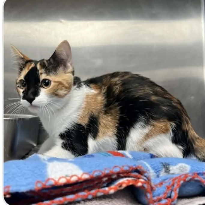 A baby small-sized female Calico Calico cat named Enid for adoption in Antioch, CA