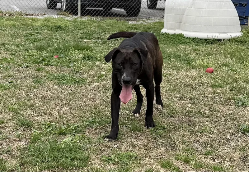 An adult medium-sized male Black Mixed Breed dog named Scoop for adoption in Leitchfield, KY
