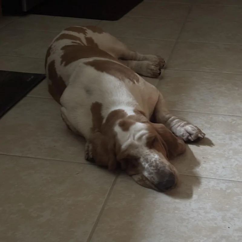 A young medium-sized female Red / Chestnut / Orange Basset Hound dog named Yoni for adoption in Auburndale, FL