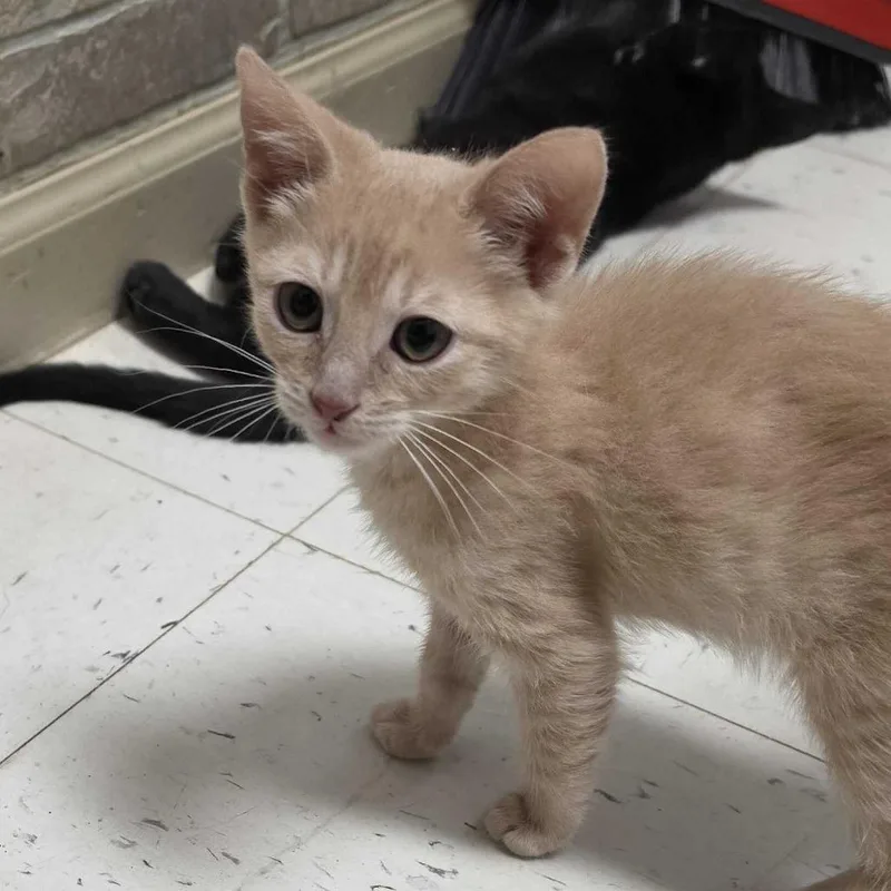 A baby small-sized male Domestic Short Hair cat named Wings for adoption in Davenport, IA