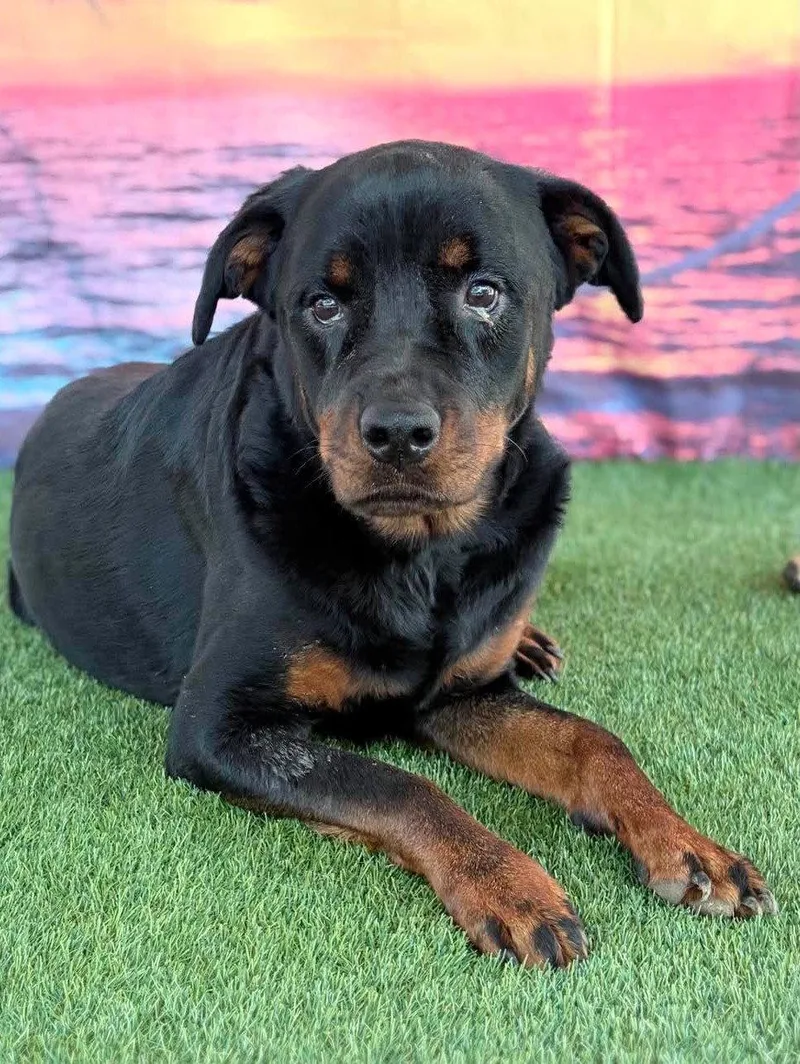 A young large-sized female Rottweiler dog named Delilah for adoption in Hillsboro, NH
