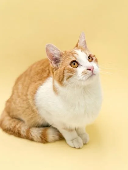 Cinnamon thumbnail 3