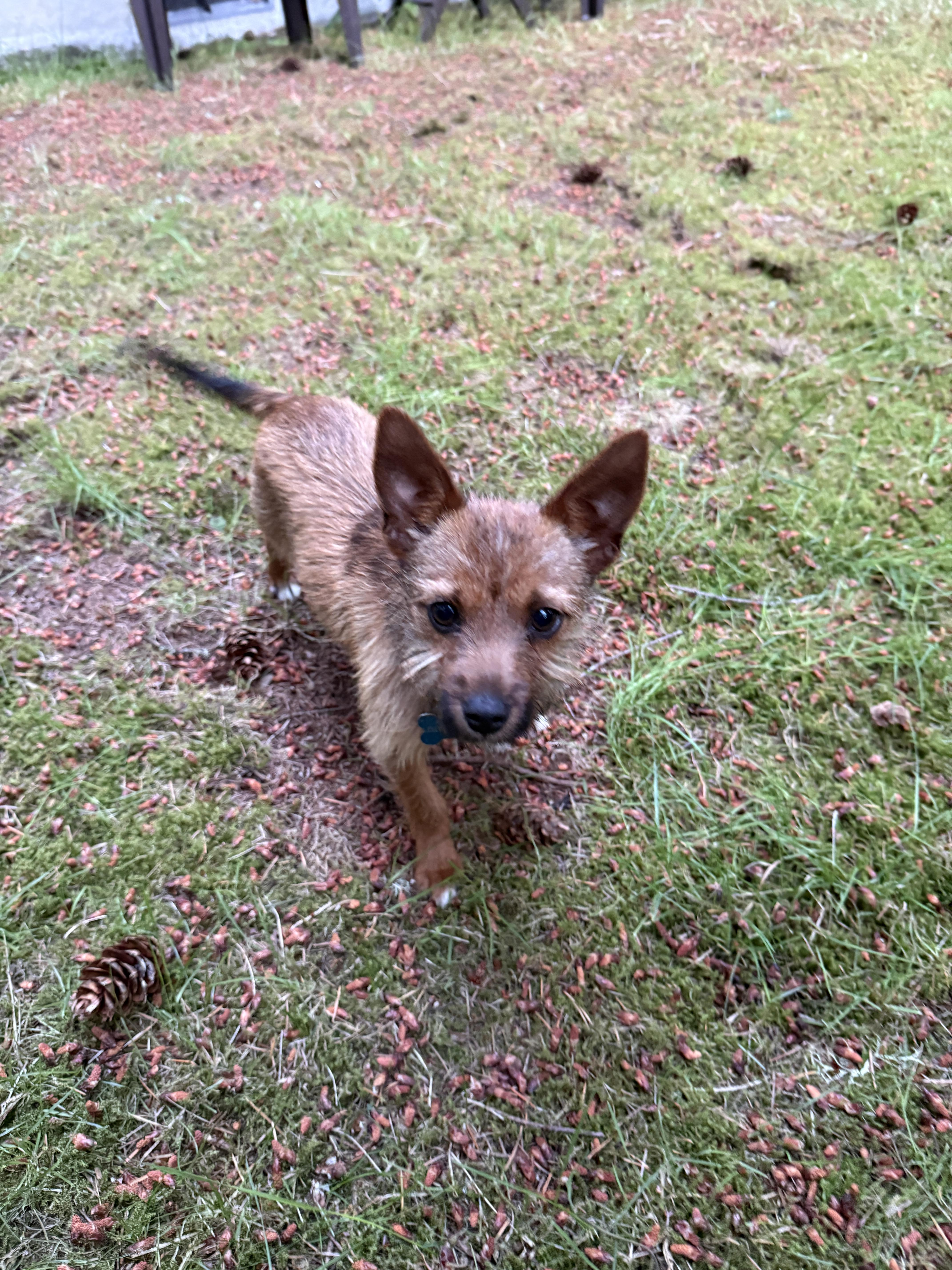 A young small-sized male Bicolor Terrier dog named Copper for adoption in Gig Harbor, WA