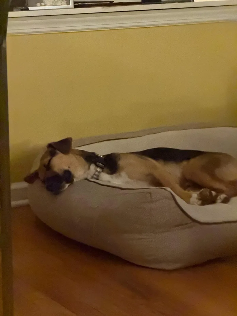 A young medium-sized male Mixed Breed dog named Apollo for adoption in Ridgefield, CT