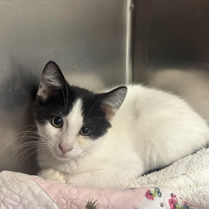 A baby small-sized male Black Domestic Short Hair cat named Paloma for adoption in Saint Charles, MO