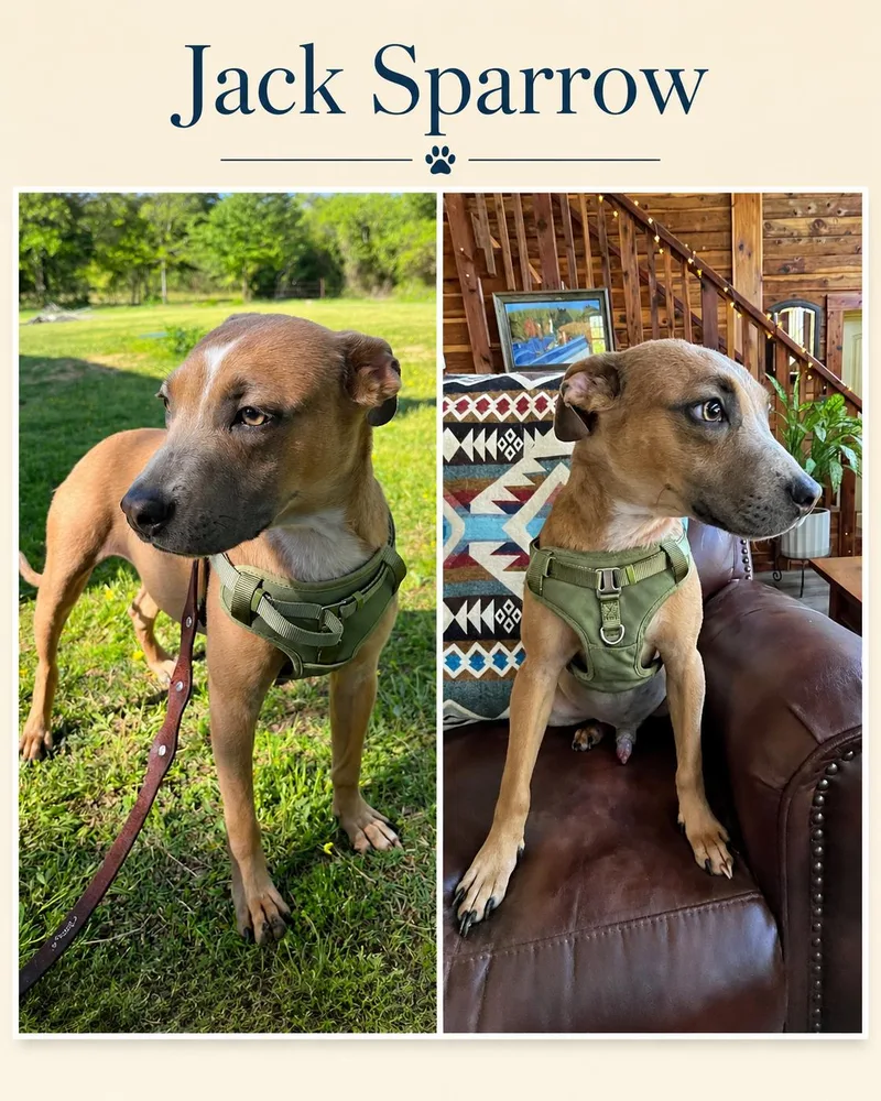 A young medium-sized male Pit Bull Terrier dog named Jack Sparrow for adoption in Zimmerman, MN