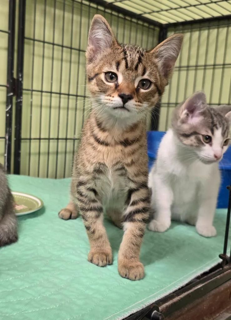 A baby small-sized male Domestic Short Hair cat named Lot Rent for adoption in Auburn, IN