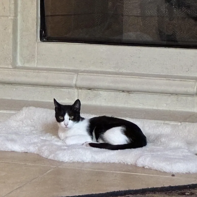 An adult medium-sized female Domestic Short Hair cat named Domino for adoption in Huffman, TX