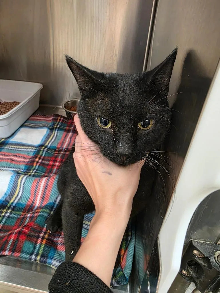 An adult large-sized male Domestic Short Hair cat named Abyss for adoption in Carthage, MO