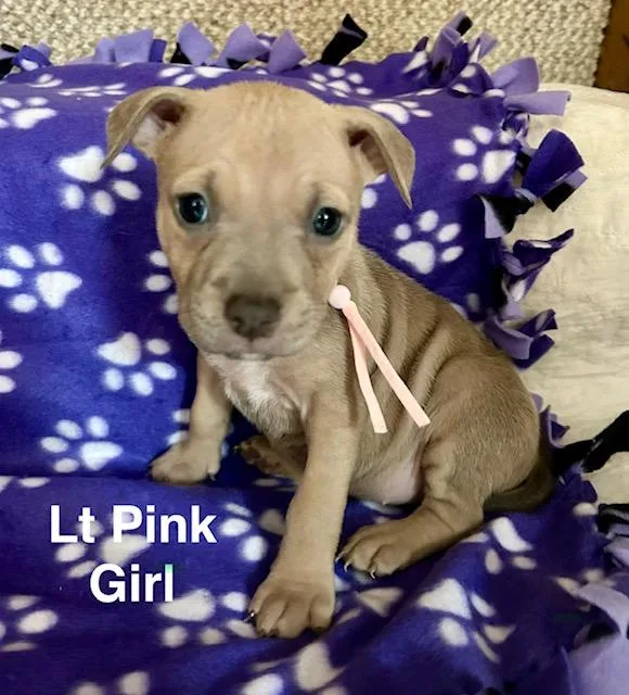 Baby Girls thumbnail 2