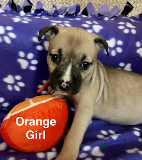 Baby Girls thumbnail 3