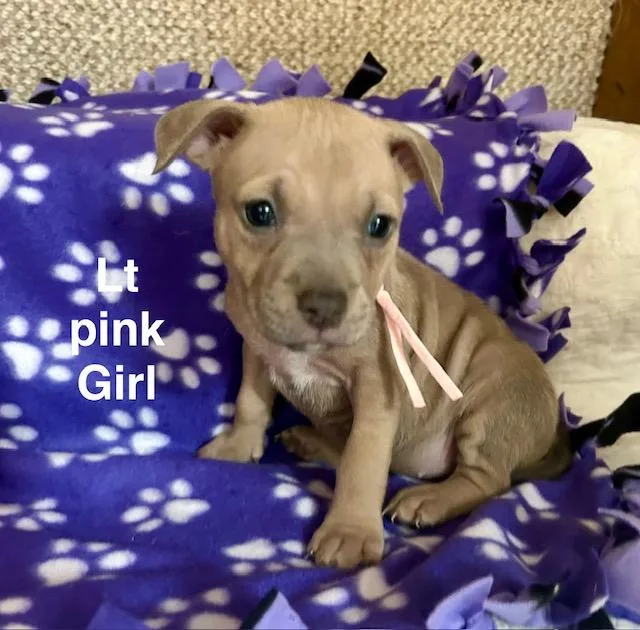 Baby Girls thumbnail 4