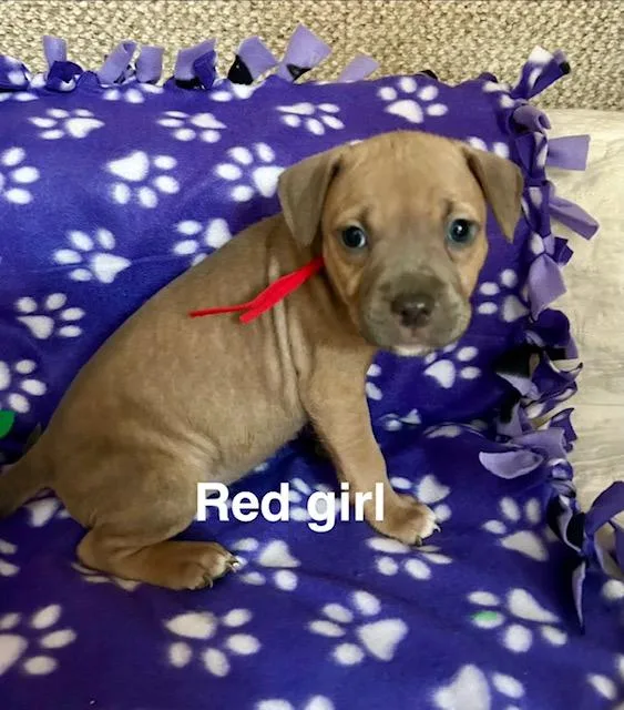 Baby Girls thumbnail 5