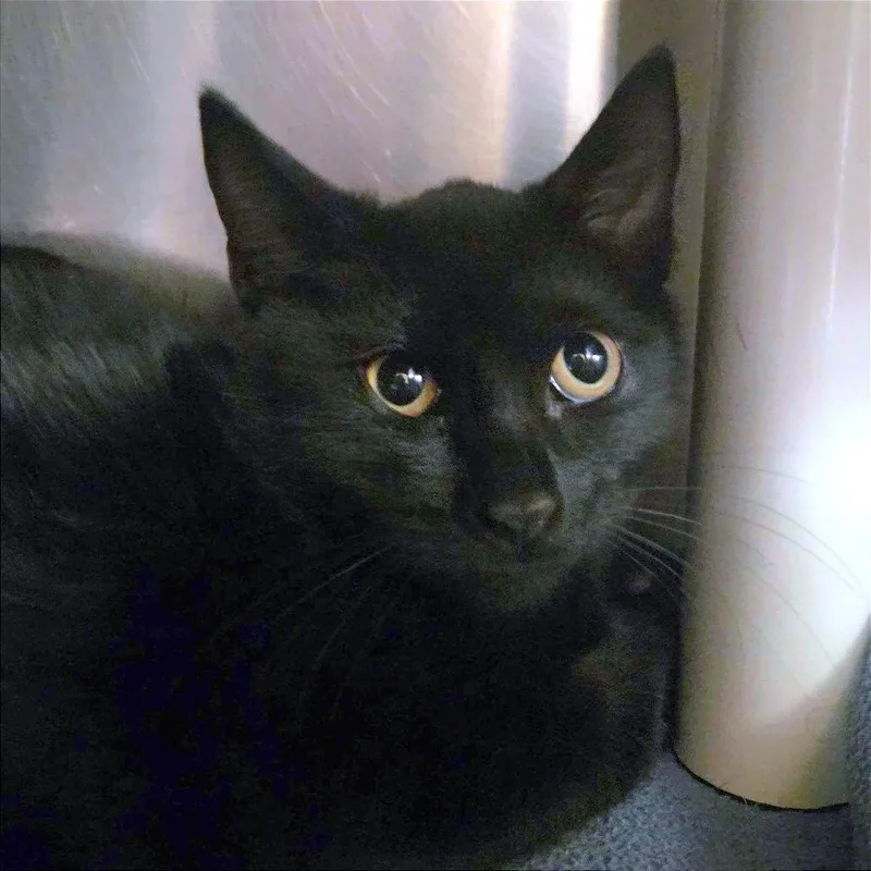 A baby small-sized male Domestic Short Hair cat named Air Fryer for adoption in Providence, RI