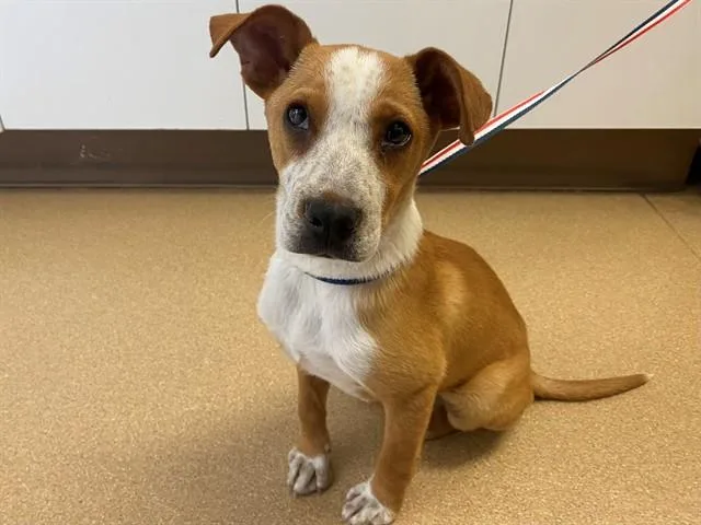 An adult medium-sized female Red / Chestnut / Orange Australian Cattle Dog / Blue Heeler dog named Marigold for adoption in San Clemente, CA