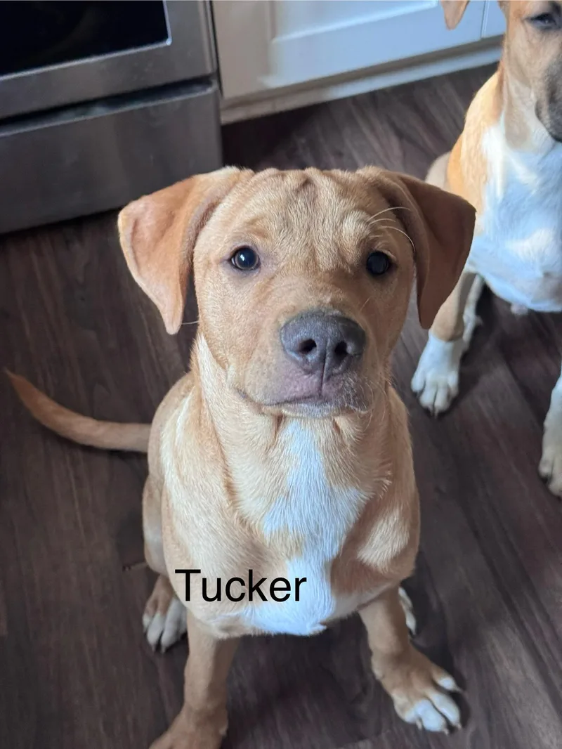 Tucker