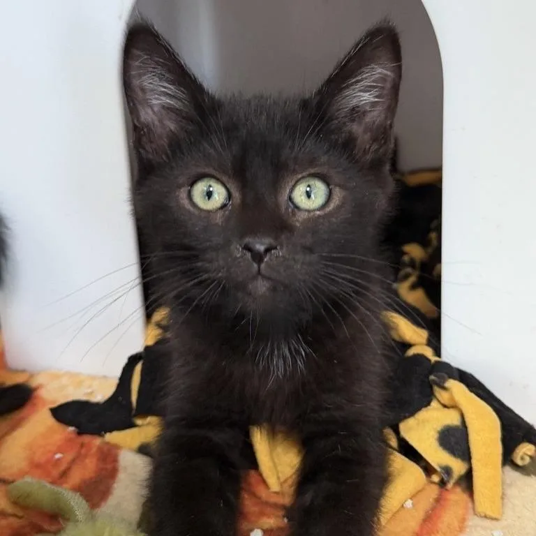 A baby small-sized male Domestic Short Hair cat named Puskas for adoption in Los Angeles, CA